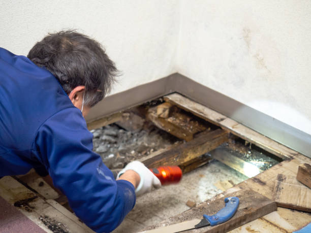 Best Crawl Space Mold Removal  in La Harpe, IL