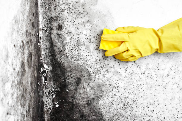 Best Affordable Mold Removal  in La Harpe, IL