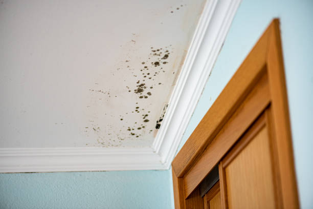 Best Commercial Mold Removal  in La Harpe, IL