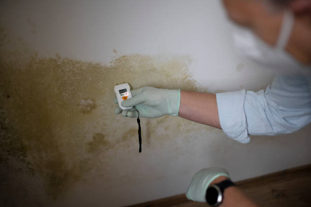 Best Mold Remediation  in La Harpe, IL