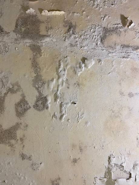 Water Damage Restoration in La Harpe, IL