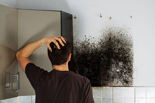 Best Home Mold Removal  in La Harpe, IL