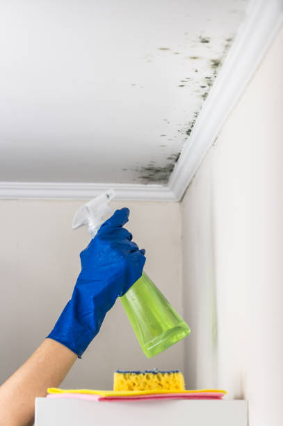 Best Residential Mold Removal  in La Harpe, IL