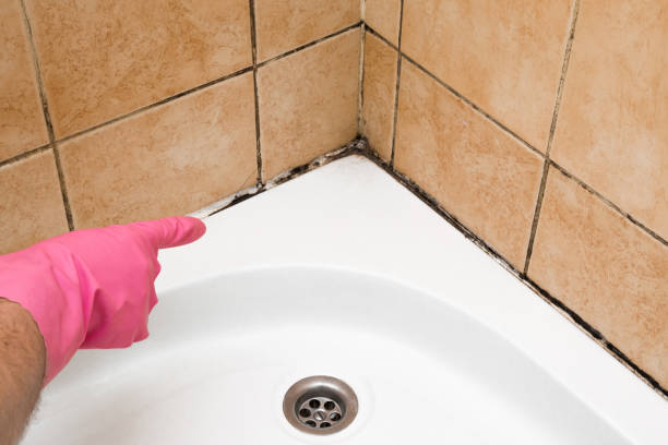 Best Mold Cleaning Services  in La Harpe, IL